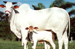 Indian_cow