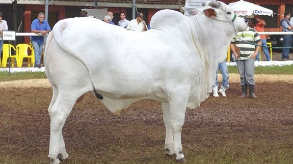 Brazil_cow