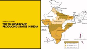 Top 10 Sugarcane Producing States in India